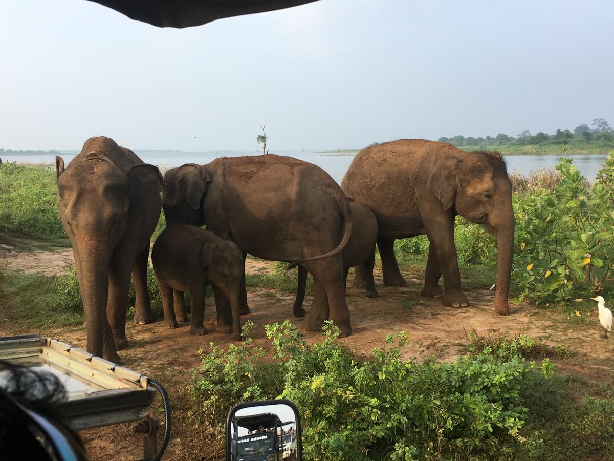 Jungle Paradise Udawalawe Ngoại thất bức ảnh