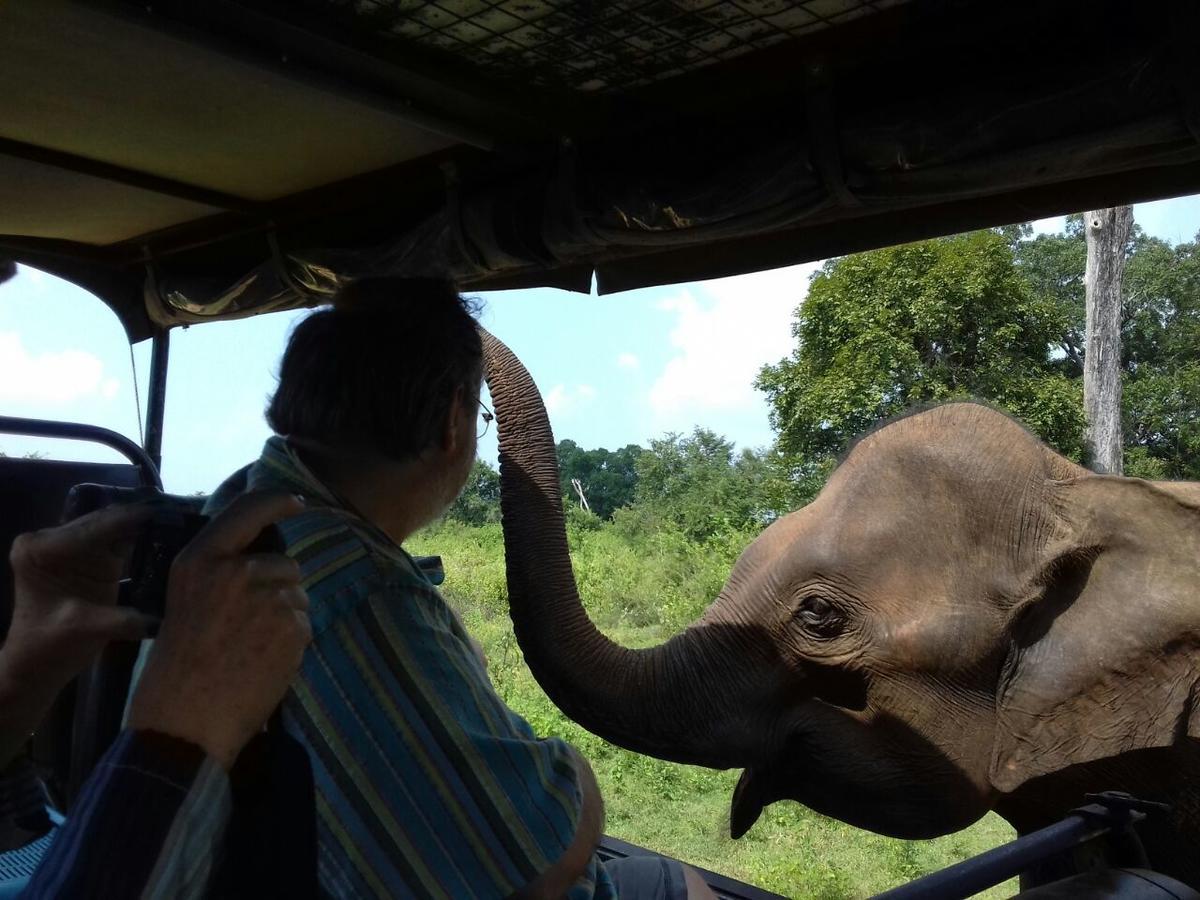 Jungle Paradise Udawalawe Ngoại thất bức ảnh